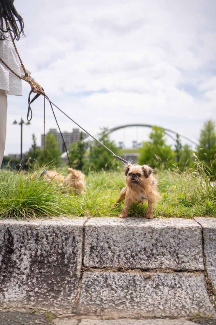 おさんぽ中の愛犬