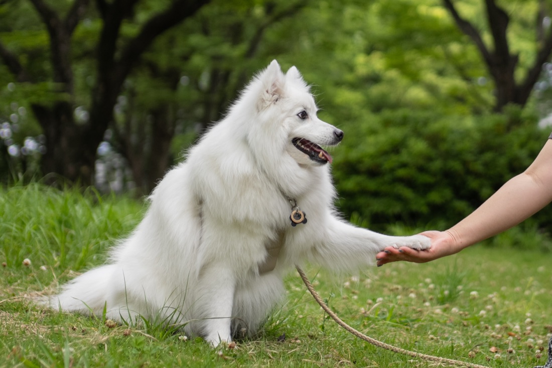 凛とした愛犬